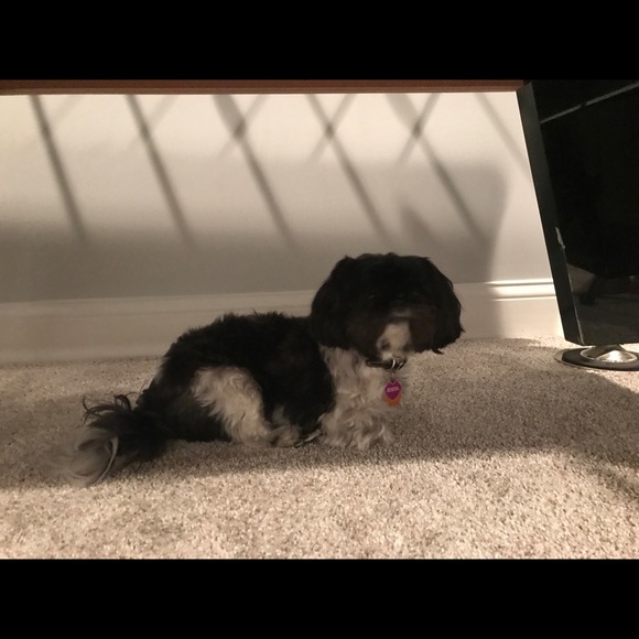 Meet your Posher, Teresa - Picture 1 of 1